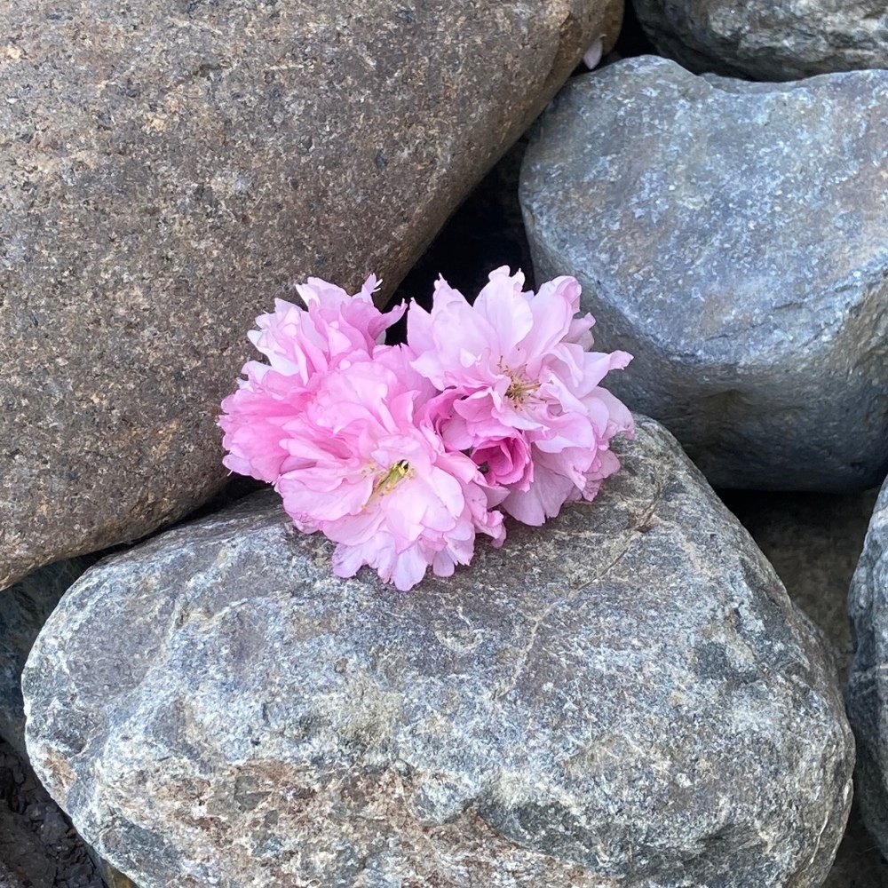 Meet your Posher, Pina